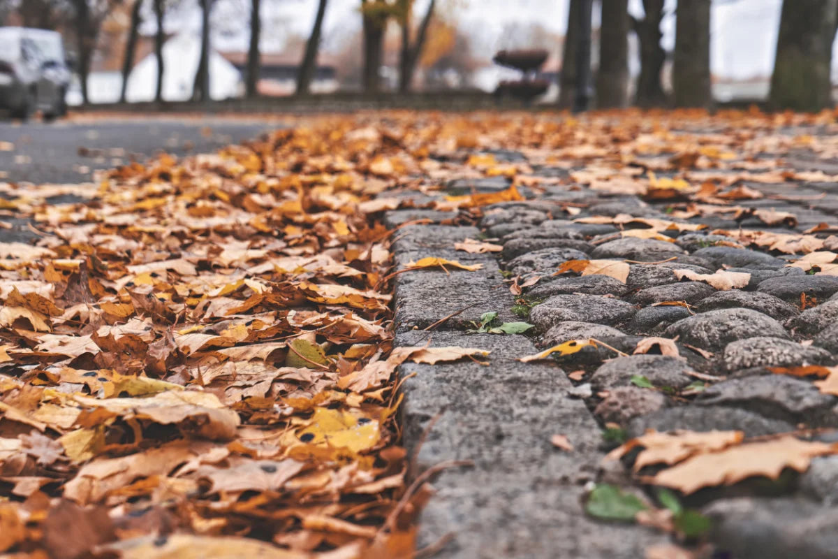 photo of fall leaves on stone pavers